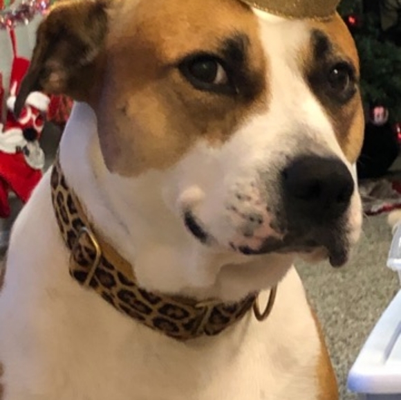 Meet your Posher, Aubrey - Picture 3 of 6